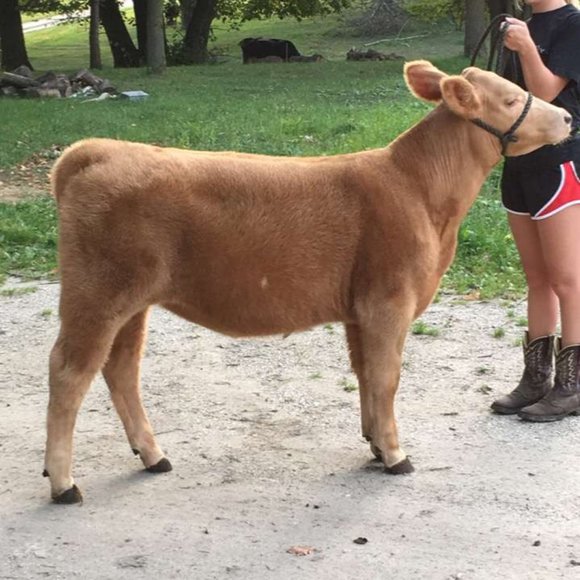 Meet your Posher, Courtney - Picture 1 of 1